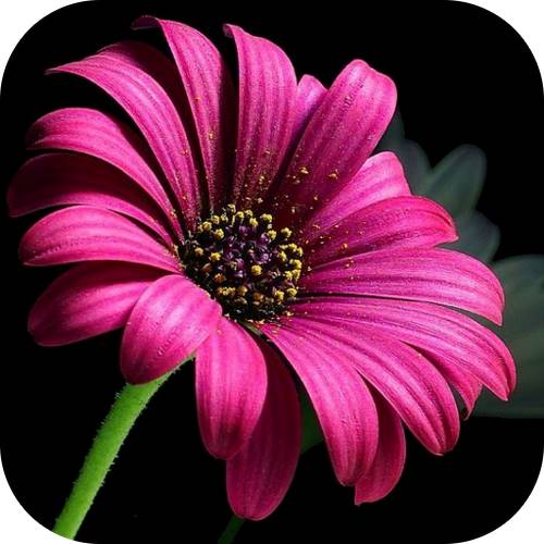 دانلود ریمیکس نازی ۲