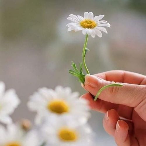 دانلود آهنگ این چیه زدی دستم جناب سروان